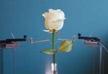 Cyborg Rose : Flowers and the Machine Scientists created a Cyborg Rose -Wired with Self-Growing Circuits