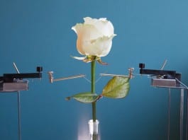 Cyborg Rose : Flowers and the Machine Scientists created a Cyborg Rose -Wired with Self-Growing Circuits