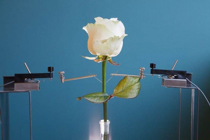 Scientists created a Cyborg Rose -Wired with Self-Growing Circuits