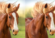 AI Image Enlarger: A free tool to enlarged small definition images to high definition without losing quality AI Image Enlarger