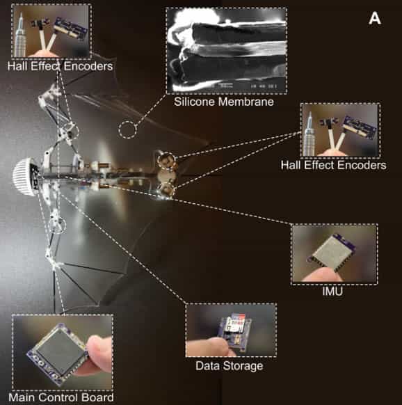 Bat Bot - Researchers Unveil An Autonomous Robot That Copy A Bat's Flight