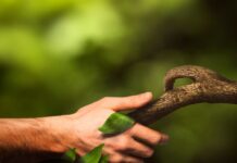 Forest Fire Detection Using Machine Learning Forest Fire Detection Using Machine Learning